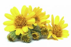 Эфирное масло Арники 